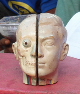 Anatomical model of head and face