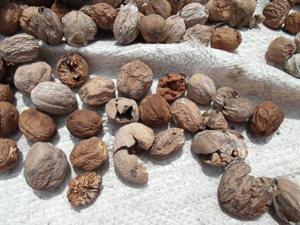 Nutmeg drying