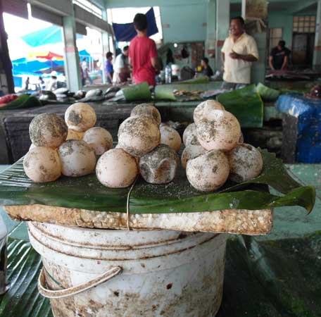Turtle eggs for sale in Banda Aceh market. One pile sells for under two dollars.